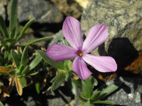 Phlox alyssifolia